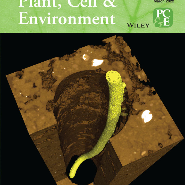 Root angle in maize influences nitrogen capture and is regulated by calcineurin B-like protein (CBL)-interacting serine/threonine-protein kinase 15 (ZmCIPK15)