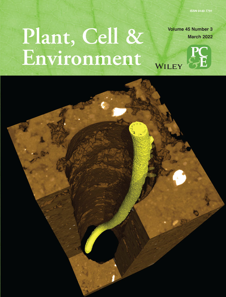 Root angle in maize influences nitrogen capture and is regulated by calcineurin B-like protein (CBL)-interacting serine/threonine-protein kinase 15 (ZmCIPK15)